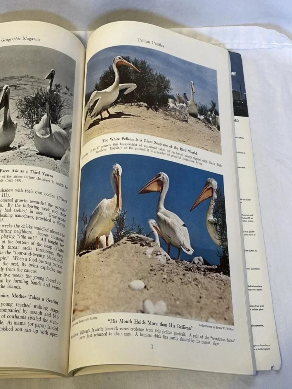 National Geographic November 1943 Vol 84 No 5 Vintage Magazine Navy WWII Dogs